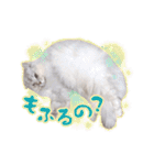 もふねこズ（個別スタンプ：39）