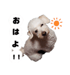 しろぷースタンプ1（個別スタンプ：1）
