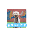 しろぷースタンプ1（個別スタンプ：2）