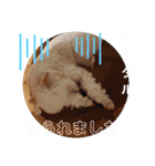 しろぷースタンプ1（個別スタンプ：4）