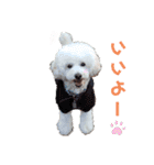 しろぷースタンプ1（個別スタンプ：5）