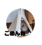 しろぷースタンプ1（個別スタンプ：8）