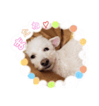しろぷースタンプ1（個別スタンプ：13）