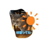 仲良しキャットファミリー5（個別スタンプ：5）
