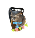 仲良しキャットファミリー5（個別スタンプ：6）