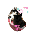 仲良しキャットファミリー5（個別スタンプ：12）