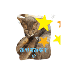 仲良しキャットファミリー5（個別スタンプ：13）