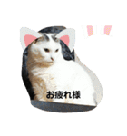 仲良しキャットファミリー5（個別スタンプ：16）