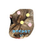 仲良しキャットファミリー5（個別スタンプ：18）