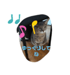 仲良しキャットファミリー5（個別スタンプ：20）