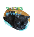 仲良しキャットファミリー5（個別スタンプ：21）