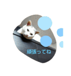 仲良しキャットファミリー5（個別スタンプ：22）