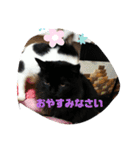 仲良しキャットファミリー5（個別スタンプ：24）
