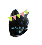 仲良しキャットファミリー5（個別スタンプ：25）