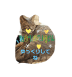 仲良しキャットファミリー5（個別スタンプ：26）