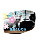 仲良しキャットファミリー5（個別スタンプ：30）