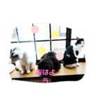 仲良しキャットファミリー5（個別スタンプ：40）
