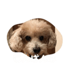ずっと大好きチョコちゃん（個別スタンプ：3）