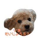ずっと大好きチョコちゃん（個別スタンプ：4）