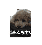 ずっと大好きチョコちゃん（個別スタンプ：11）