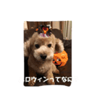 ずっと大好きチョコちゃん（個別スタンプ：20）