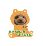宮澤家のわんこ。（個別スタンプ：7）