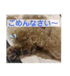 宮澤家のわんこ。（個別スタンプ：8）