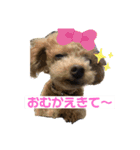宮澤家のわんこ。（個別スタンプ：10）