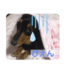 宮澤家のわんこ。（個別スタンプ：14）