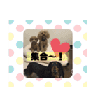 宮澤家のわんこ。（個別スタンプ：16）