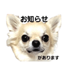 キキたんず30（個別スタンプ：4）