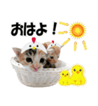ゆかいなにゃんこ7★家族でつかえる言葉★（個別スタンプ：1）