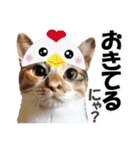 ゆかいなにゃんこ7★家族でつかえる言葉★（個別スタンプ：2）