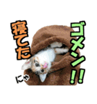 ゆかいなにゃんこ7★家族でつかえる言葉★（個別スタンプ：3）
