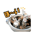 ゆかいなにゃんこ7★家族でつかえる言葉★（個別スタンプ：4）