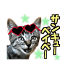 ゆかいなにゃんこ7★家族でつかえる言葉★（個別スタンプ：6）