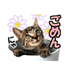 ゆかいなにゃんこ7★家族でつかえる言葉★（個別スタンプ：8）