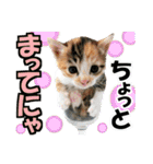 ゆかいなにゃんこ7★家族でつかえる言葉★（個別スタンプ：11）
