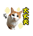 ゆかいなにゃんこ7★家族でつかえる言葉★（個別スタンプ：13）