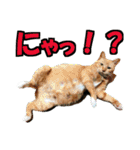 ゆかいなにゃんこ7★家族でつかえる言葉★（個別スタンプ：14）