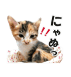 ゆかいなにゃんこ7★家族でつかえる言葉★（個別スタンプ：15）
