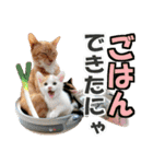 ゆかいなにゃんこ7★家族でつかえる言葉★（個別スタンプ：20）