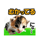 ゆかいなにゃんこ7★家族でつかえる言葉★（個別スタンプ：24）