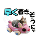 ゆかいなにゃんこ7★家族でつかえる言葉★（個別スタンプ：26）