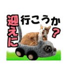 ゆかいなにゃんこ7★家族でつかえる言葉★（個別スタンプ：28）