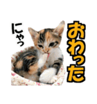 ゆかいなにゃんこ7★家族でつかえる言葉★（個別スタンプ：30）