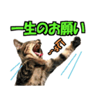 ゆかいなにゃんこ7★家族でつかえる言葉★（個別スタンプ：32）