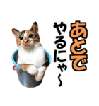 ゆかいなにゃんこ7★家族でつかえる言葉★（個別スタンプ：38）