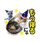 ゆかいなにゃんこ7★家族でつかえる言葉★（個別スタンプ：40）