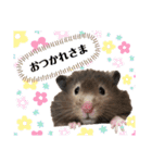 ぽんもぐスタンプ（時々、くぅ☆）（個別スタンプ：16）